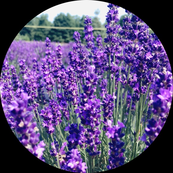 lavender_finds_